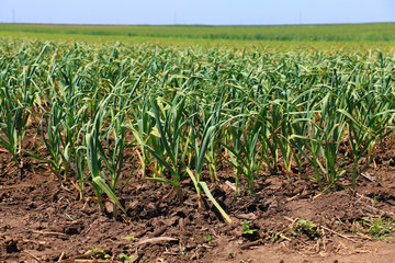 organically cultivated garlic plantation in the vegetable garden