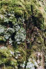 Green moss on the bark of a tree close up