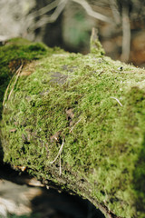 Green moss on the bark of a tree close up