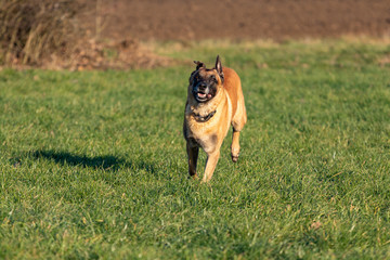 Malinois mit Halsband rennt auf einer Wiese im vollen Galopp.