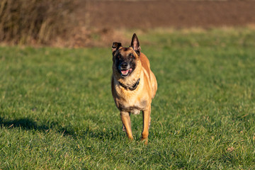 Belgischer Schäferhund rennt im Galopp auf einer Wiese.