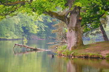 Naklejka premium Regentag am Bärensee bei Stuttgart