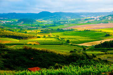 Fototapeta na wymiar Agricultural Fields in Summer - Portugal