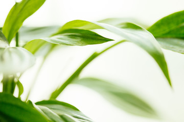 Houseplant - Peace Lily, spathiphyllum, leaf background