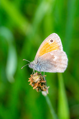 butterfly resting on leaves
