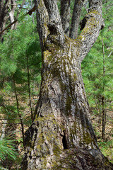 Oak among the pines. Tree trunk close-up.