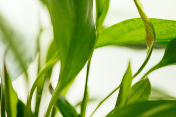 Houseplant - Peace Lily, spathiphyllum, leaf background