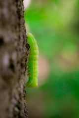 green caterpillar climbing a tree