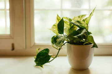 house plant, pothos variegata epipremnum aureum, money plant. air purifying