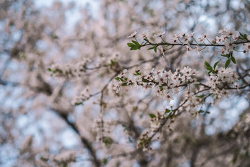 Blooming Apple tree, Apple orchard, beautiful white flowers close-up with blurred background