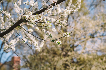Blooming Apple tree against a blue sky, background image, lots of white flowers