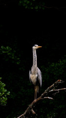 elegant grey heron standing on a branch in a city lake