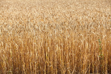 field of ripe wheat