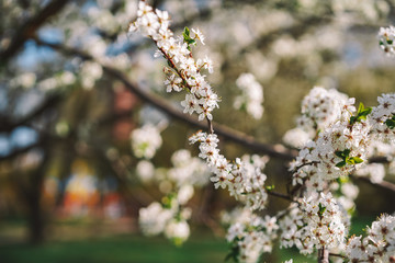 Blooming Apple tree, Apple orchard, beautiful white flowers close-up with blurred background