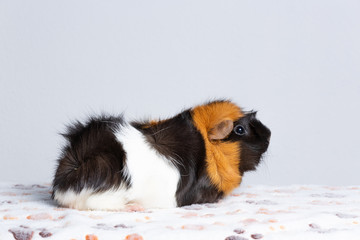 Orange, black and white guinea pig, rare color on white background sits in profile