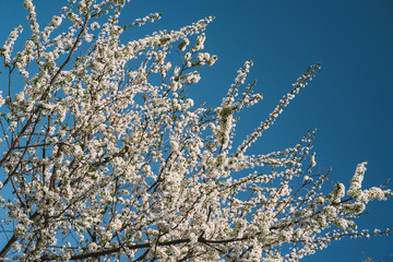Blooming Apple tree against a blue sky, background image, lots of white flowers