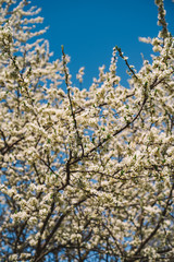 Blooming Apple tree against a blue sky, background image, lots of white flowers