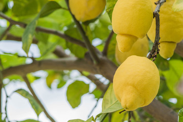 Lemons Growing on Lemon Trees in Spain