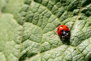 macro of a red ladybug on a big green leaf