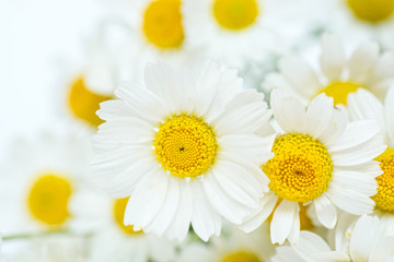 Fototapeta premium Chamomile daisy flowers on white background