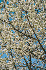 Obraz premium Blooming Apple tree against a blue sky, background image, lots of white flowers