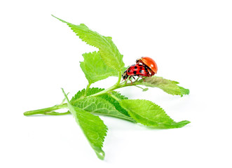 Two ladybugs are mating on green leaf..