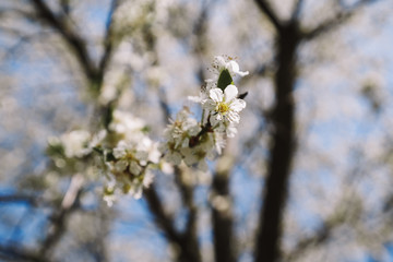 Blooming Apple tree against a blue sky, background image, lots of white flowers