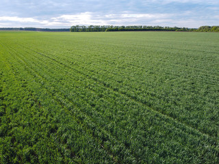 Fototapeta na wymiar Green wheat field, forest and sky with clouds, agro-industry and agriculture.