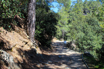 A path in a Forest or Park