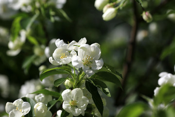 Fototapeta premium Beautiful spring garden. White flowers bloom on apple trees