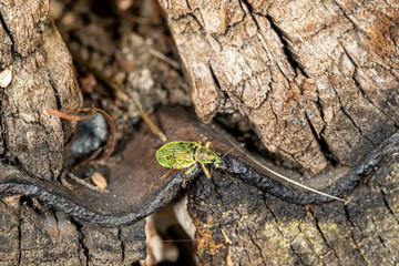 green bug on wood texture and rusty metal background
