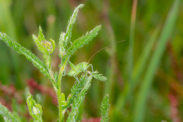 grasshopper on a leaf
