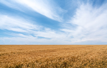 Crop wheat plantation and the golden colored ears of wheat waiting for harvest with blue sky and clouds on background.