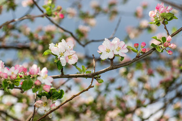 Pink and white flowers on the tree