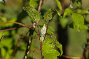 Flower bud against the background of green leaves