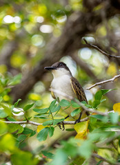 Flycatcher in Queen Elizabeth II Botanic Park, North Side, Grand Cayman, Cayman Islands