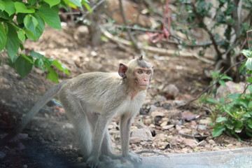 The little monkey is looking for something on a natural hill surrounded by many trees.