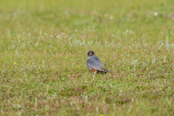Red-footed Falcon (Falco vespertinus) wildlife.