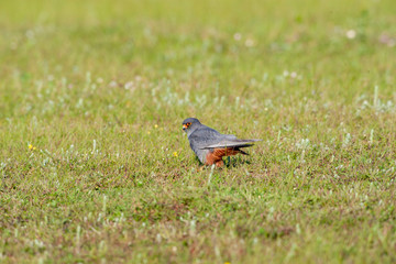 Red-footed Falcon (Falco vespertinus) wildlife.