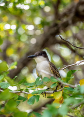 Flycatcher in Queen Elizabeth II Botanic Park, North Side, Grand Cayman, Cayman Islands