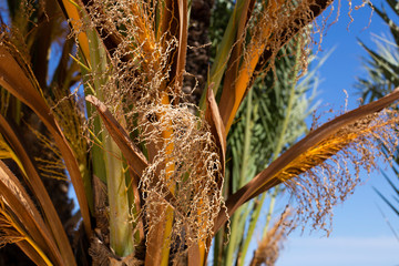 Closeup part of tropical palm branches on blue sky background, summer background with place for text