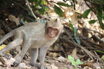 The little monkey is looking for something on a natural hill surrounded by many trees.