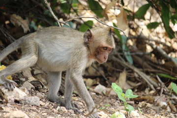 The little monkey is looking for something on a natural hill surrounded by many trees.