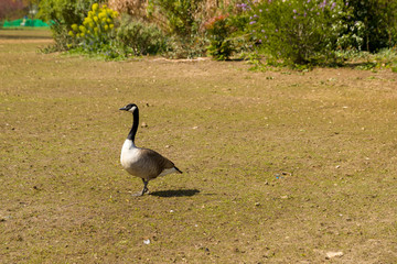 goose on the meadow
