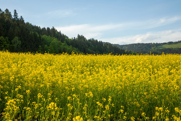 Obraz premium blühendes Rapsfeld