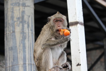Monkey mother eats fruits and vegetables.