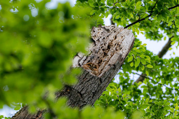 Fototapeta premium slipping tawny owl, smiling, camouflaging itself in the nest on a broken tree. 