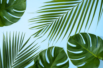 Beautiful tropical palm monstera leaves branch isolated on bright blue background, top view, flat lay, overhead above summer beauty blank design concept.
