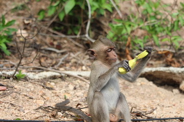 The little monkey eating a banana at Bangsaen Khao Sam Muk