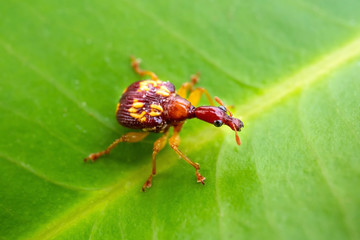 Macro unknown insect an orange wing on a green leaf background